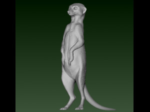 SURIKATE Modèles 3D en vedette