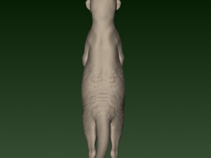 SURIKATE Modèles 3D en vedette