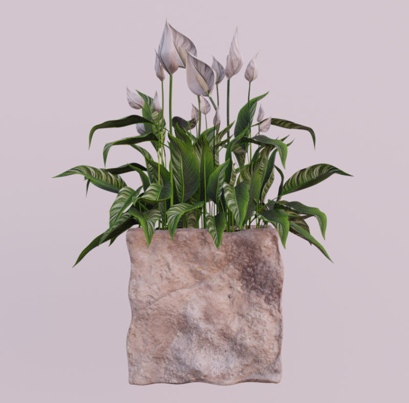 PLANT spathiphyllum 3Dモデル .c4d .max .obj .3ds .fbx .stl .blend 