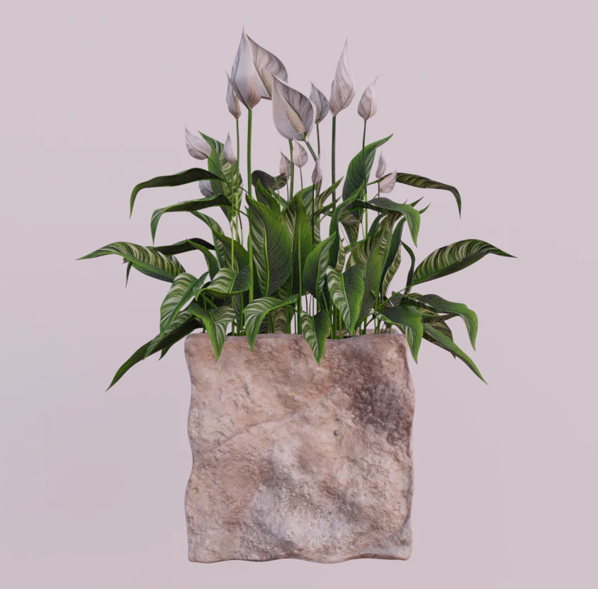 植物スパティフィラム 3Dモデル .c4d .max .obj .3ds .fbx .stl .blend 
