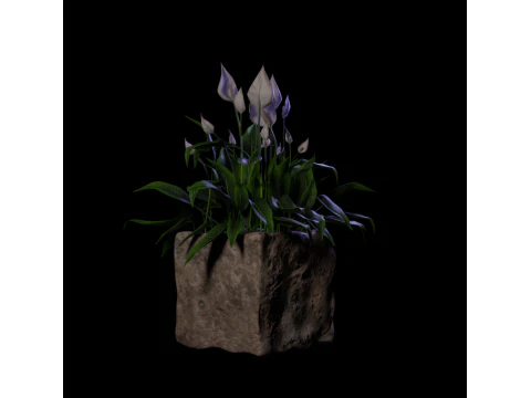 植物スパティフィラム 3Dモデル