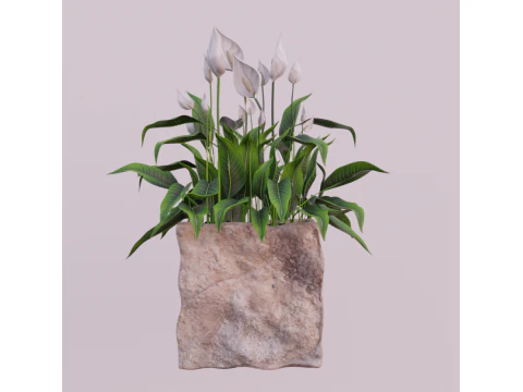 植物スパティフィラム 3Dモデル