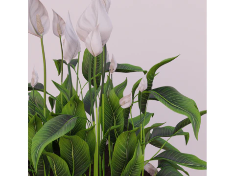 植物スパティフィラム 3Dモデル