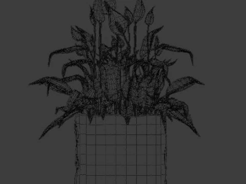 植物スパティフィラム 3Dモデル