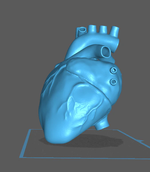 Heart 3D Print Model .c4d .max .obj .3ds .fbx .stl .blend 