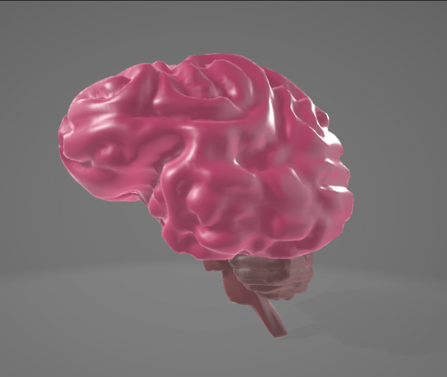 HUMAN BRAIN - ANATOMY 3D MODEL Modelo 3D .c4d .max .obj .3ds .fbx .stl .blend 