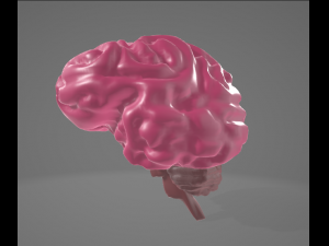 HUMAN BRAIN - ANATOMY 3D MODEL 3D Model