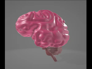 CEREBRO HUMANO - ANATOM&Iacute;A MODELO 3D Modelo 3D