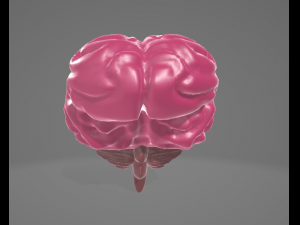 HUMAN BRAIN - ANATOMY 3D MODEL Modelo 3D