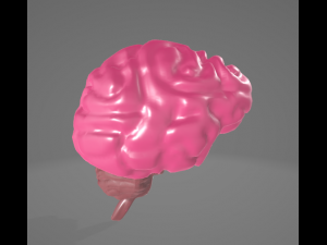 HUMAN BRAIN - ANATOMY 3D MODEL Modelo 3D