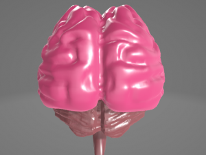 HUMAN BRAIN - ANATOMY 3D MODEL Modelo 3D