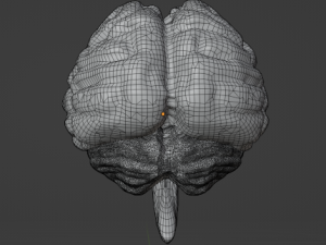 HUMAN BRAIN - ANATOMY 3D MODEL Modelo 3D