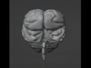 HUMAN BRAIN - ANATOMY 3D MODEL Modelo 3D