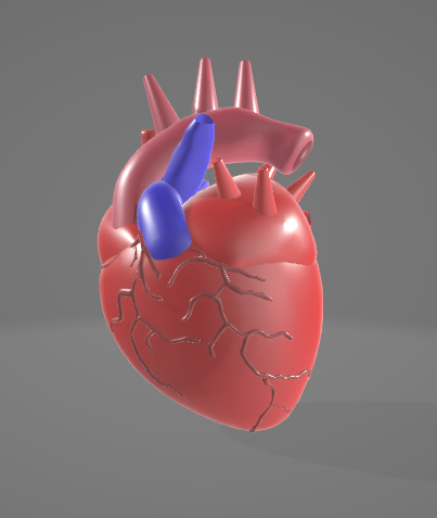 HUMAN HEART - ANATOMY 3D MODEL Modelo 3D .c4d .max .obj .3ds .fbx .stl .blend 