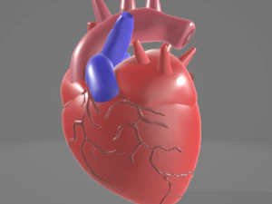 CORAZÓN HUMANO - ANATOMÍA MODELO 3D Modelo 3D