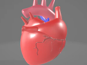 HUMAN HEART - ANATOMY 3D MODEL 3D Model