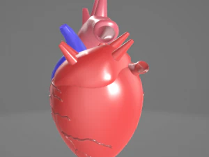 HUMAN HEART - ANATOMY 3D MODEL 3D Model