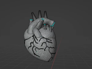 HUMAN HEART - ANATOMY 3D MODEL 3D Model