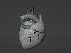 HUMAN HEART - ANATOMY 3D MODEL Modelo 3D