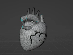 HUMAN HEART - ANATOMY 3D MODEL 3D Model