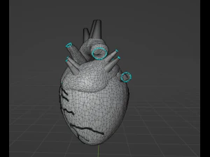 HUMAN HEART - ANATOMY 3D MODEL 3D Model