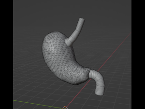 HUMAN STOMACH - ANATOMY 3D Model