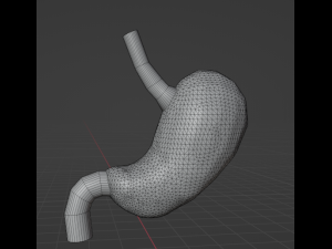 HUMAN STOMACH - ANATOMY 3D Model