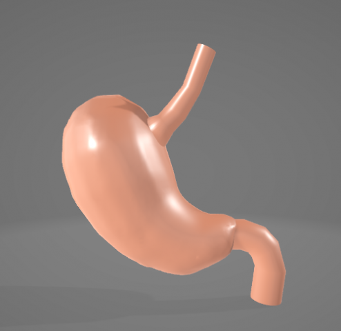 HUMAN STOMACH - ANATOMY 3D Model .c4d .max .obj .3ds .fbx .stl .blend 