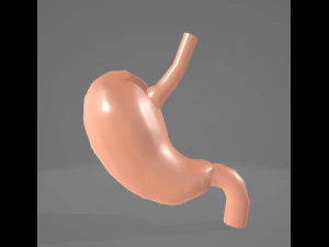 ESTÔMAGO HUMANO - ANATOMIA Modelo 3D