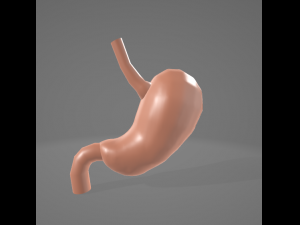 HUMAN STOMACH - ANATOMY 3D Model