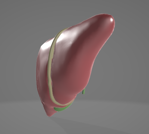 HUMAN ANATOMY LIVER AND GALLBLADDER 3D MODEL 3Dモデル .c4d .max .obj .3ds .fbx .stl .blend 