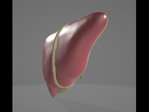 HUMAN ANATOMY LIVER AND GALLBLADDER 3D MODEL 3D Model