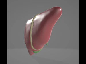 मानव शरीर रचना यकृत और पित्ताशय 3डी मॉडल 3D मॉडल
