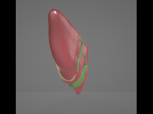 HUMAN ANATOMY LIVER AND GALLBLADDER 3D MODEL 3Dモデル