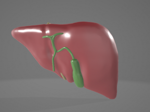 HUMAN ANATOMY LIVER AND GALLBLADDER 3D MODEL 3Dモデル