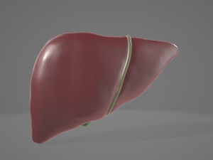 HUMAN ANATOMY LIVER AND GALLBLADDER 3D MODEL 3Dモデル