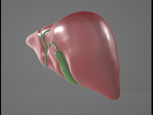 HUMAN ANATOMY LIVER AND GALLBLADDER 3D MODEL 3Dモデル