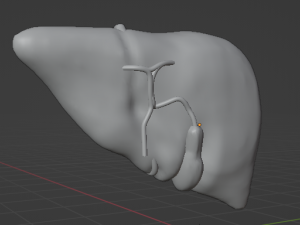 HUMAN ANATOMY LIVER AND GALLBLADDER 3D MODEL 3Dモデル