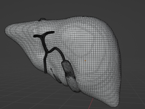 HUMAN ANATOMY LIVER AND GALLBLADDER 3D MODEL 3Dモデル