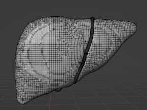 HUMAN ANATOMY LIVER AND GALLBLADDER 3D MODEL 3Dモデル