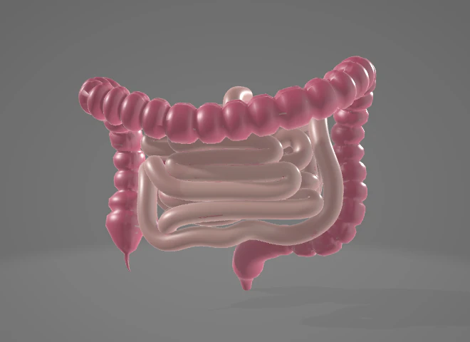HUMAN INTESTINE 3D MODEL - ANATOMY 3D MODEL 3D Model .c4d .max .obj .3ds .fbx .stl .blend 