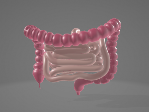 HUMAN INTESTINE 3D MODEL - ANATOMY 3D MODEL 3D Model