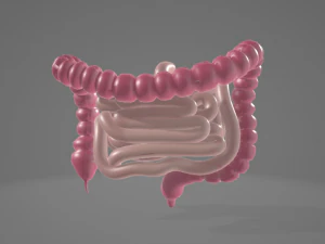 INTESTINO HUMANO MODELO 3D - ANATOMIA MODELO 3D Modelo 3D