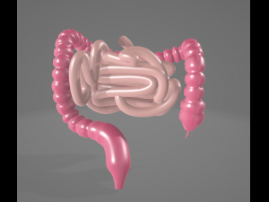 HUMAN INTESTINE 3D MODEL - ANATOMY 3D MODEL 3D Модель