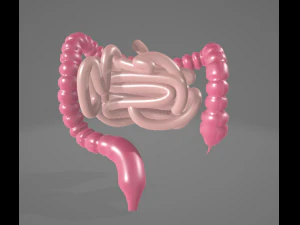 HUMAN INTESTINE 3D MODEL - ANATOMY 3D MODEL 3D Model