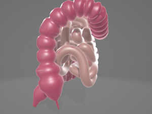 HUMAN INTESTINE 3D MODEL - ANATOMY 3D MODEL 3D Модель