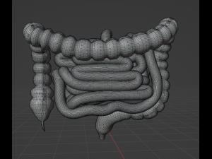 HUMAN INTESTINE 3D MODEL - ANATOMY 3D MODEL 3D Модель
