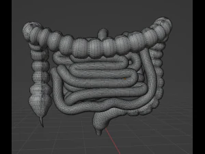 HUMAN INTESTINE 3D MODEL - ANATOMY 3D MODEL 3D Model