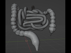 HUMAN INTESTINE 3D MODEL - ANATOMY 3D MODEL 3D Модель