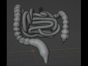 HUMAN INTESTINE 3D MODEL - ANATOMY 3D MODEL 3D Model